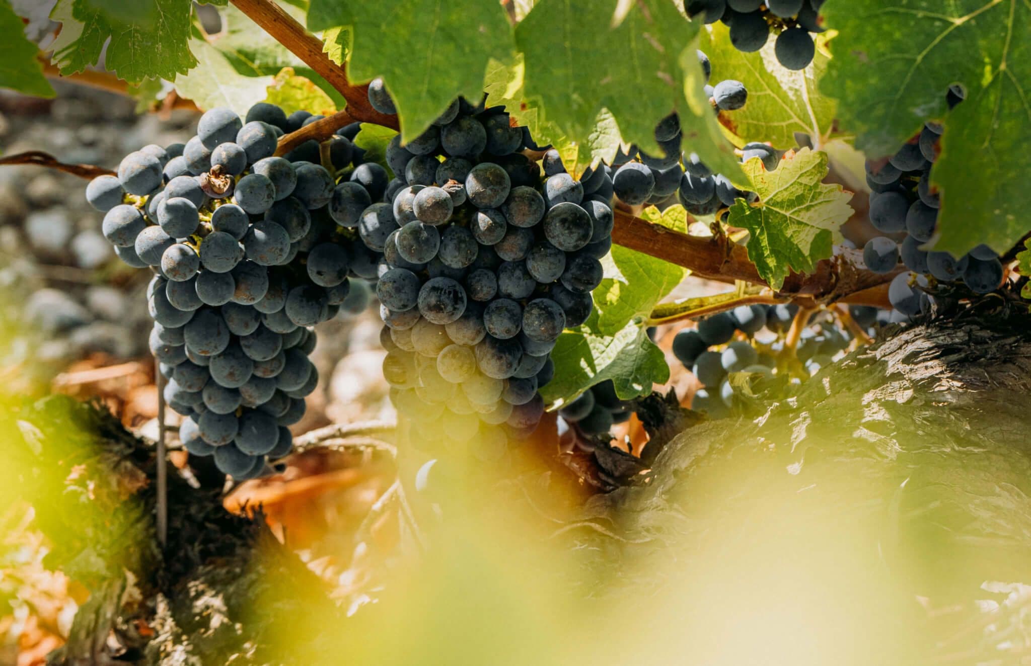 Grand Cru Classé du Médoc